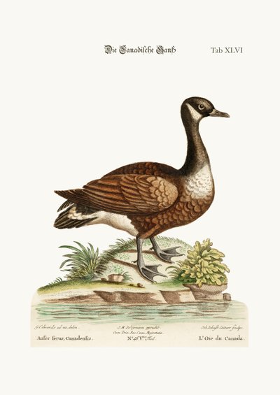 The Canada Goose by George Edwards